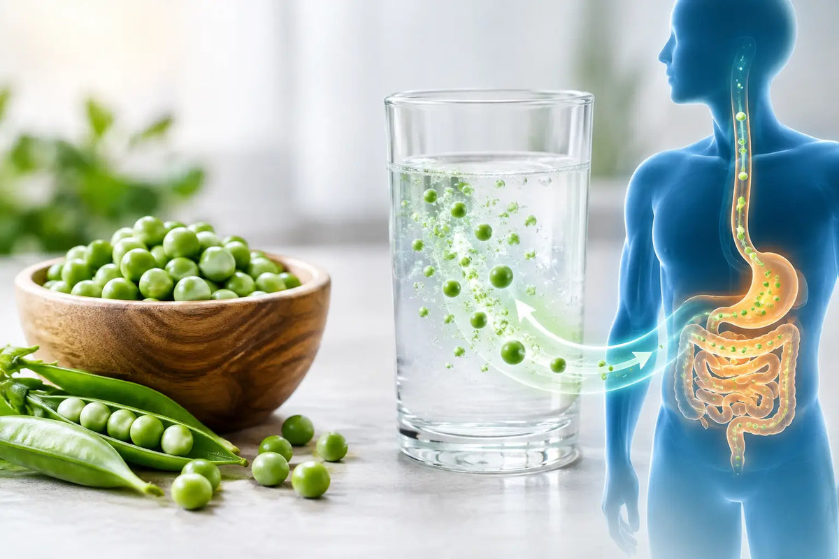 PEA Absorption Technology Explained Clearly